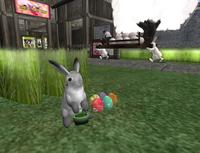 The Bunny Hop！！
