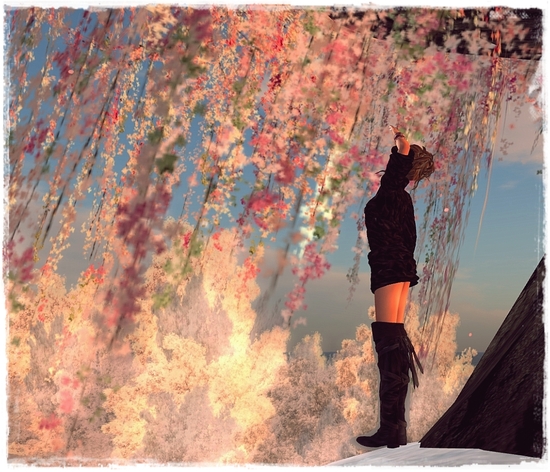 今年の桜
