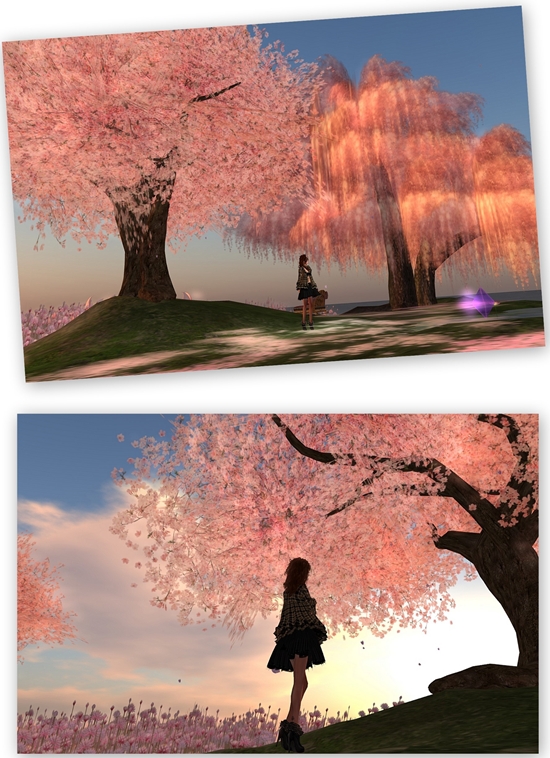 今年の桜
