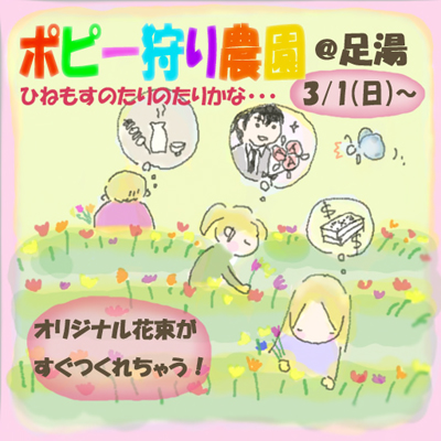 好きな色のポピーが摘める!足湯ポピー園(予告)