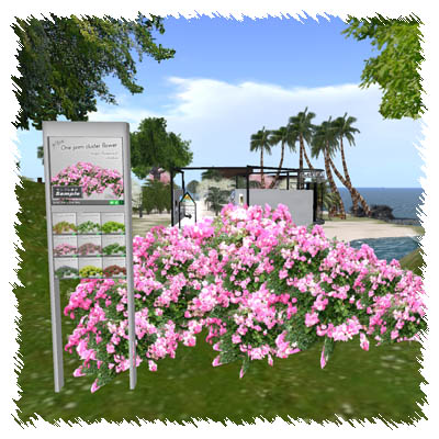 1プリムの群生するお花