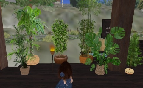 生き生き元気植物　TamaTama PLANT JUNGLE