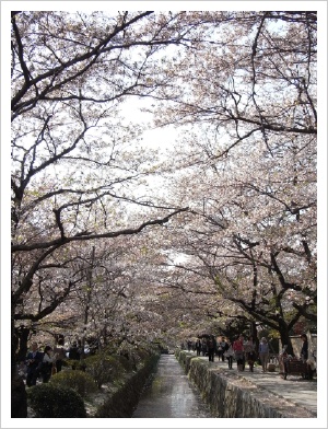桜。