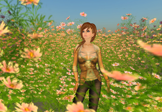 *Cosmos flowers*