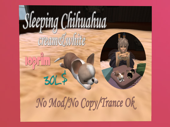 *chihuahua♥*