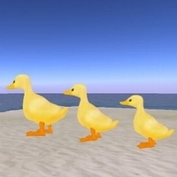 Sun duck babies