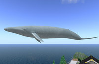シロナガスクジラを作りました