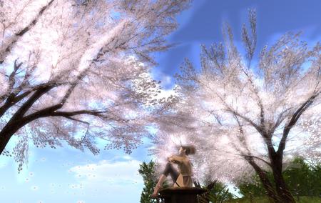 桜