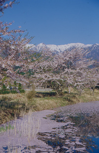 桜と木曽駒ケ岳２