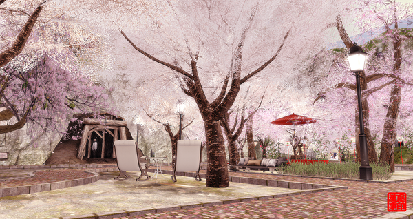 桜の開花宣言（東京）出ました