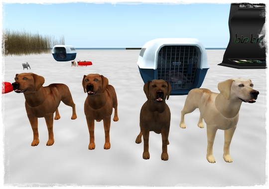 BioBreeds