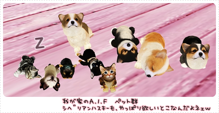 チワワかわぃぃ
