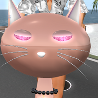 ｷｬﾝﾌﾟで猫スクーター
