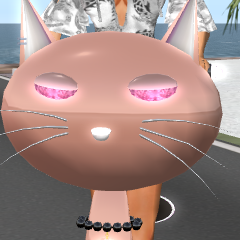キャンプで猫スクーター