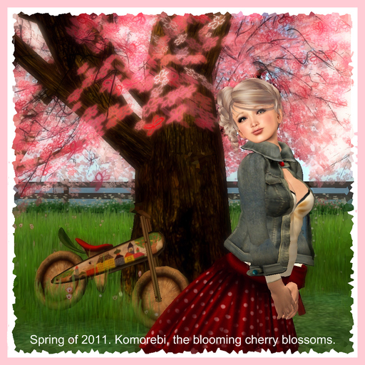 Cherry blossoms