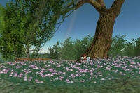 れんげ草畑