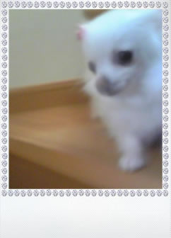 My Pet