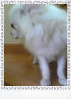 My Pet
