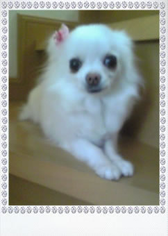 My Pet