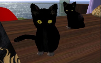 mooncat cafeの猫