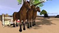 【限定1セット】Mustang繁殖キット