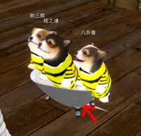 コーギーの飼い方・飼育方法2 お風呂の入れ方