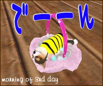 * 我が家の愛犬 *