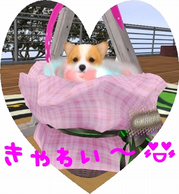 * 我が家の愛犬 *