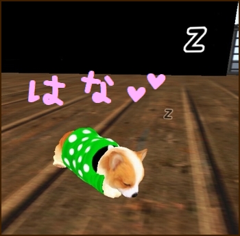 * 愛犬コーギー *