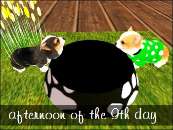 * 愛犬コーギー *