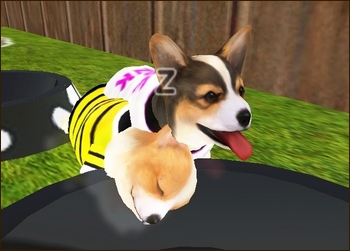 * Freesoul な わんこ *