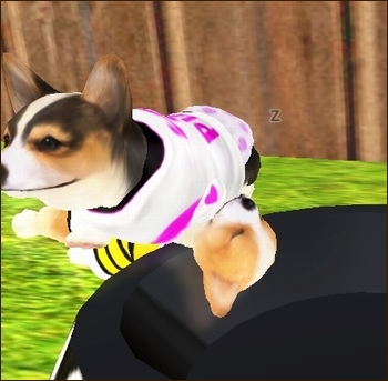 * Freesoul な わんこ *
