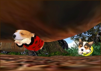 * 愛犬コーギー ドッグランデビューの巻 *