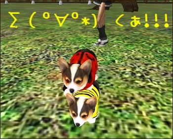 * 愛犬コーギー ドッグランデビューの巻 *