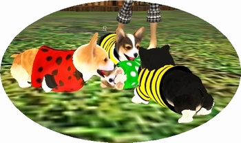 * 愛犬コーギー ドッグランデビューの巻 *
