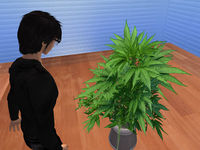 大麻草