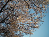 ～桜～さくら～サクラ～♪
