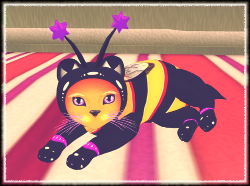 ☑Cat