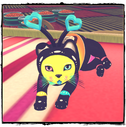 ☑Cat