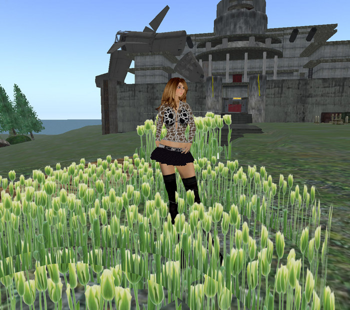 お花が咲きました