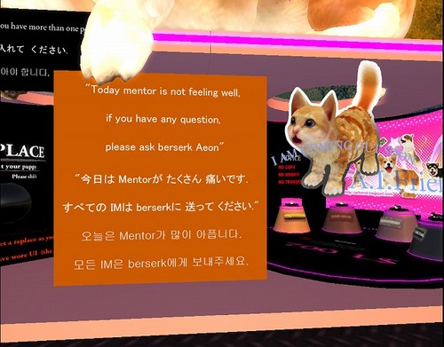 今日のわんこ