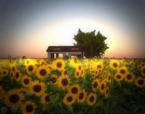 Sunflower