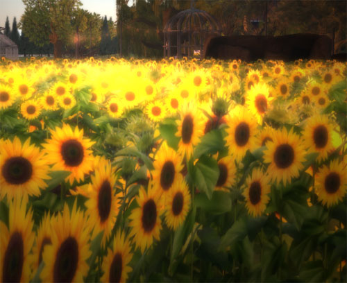 Sunflower