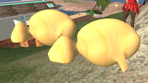 きんぎょ？