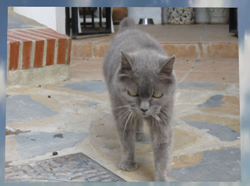 スペインと猫猫猫猫