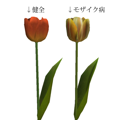 新商品-Harvest flower(Tulip)