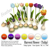 新商品－Harvest flower(Tulip)