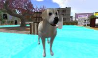 番犬ミッシェル君登場