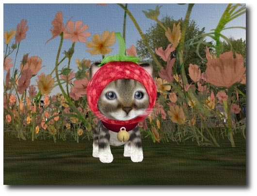 アバ) 子猫