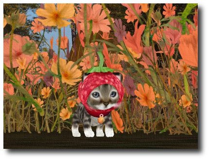 アバ) 子猫